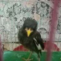 برنده