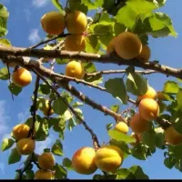 فروش باغ گیلاس و...
