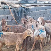 بره نر چینی قندوزی قوچی تربتی با تخم وپروار