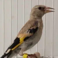 جوجه سهره دورگ کرمونی