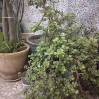 گیاه و گل