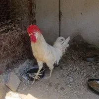 خروس بالغ مرغ گیر زرنگ