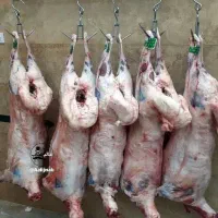 گوشت بره مهرآباد میان خواف
