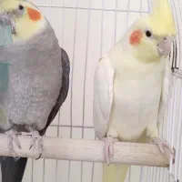 عروس هلندی/نر و ماده /جفت