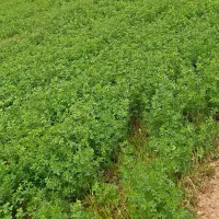 فروش زمین کشاورزی