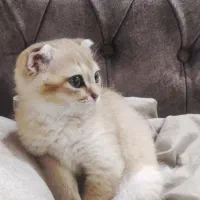 اسکاتیش نر گلد جهت جفت گیری