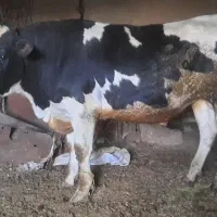 فروش گوساله نر