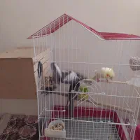 عروس هلندی باجوجه