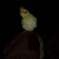 عروس هلندی جفت سخنگو دستی