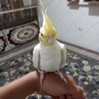 عروس هلندی رام