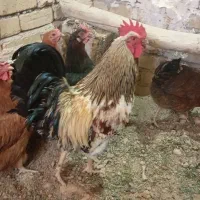 مرغ و خروس