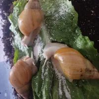 حلزون اچاپیتا بالغ