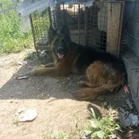 سگ ژرمن