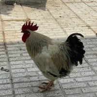 خروس