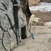 سگ هاسکی نر