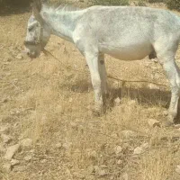 حیوان|حیوانات مزرعه|الشتر, |دیوار