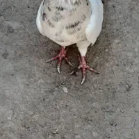 کبوتر طوقی هفرنگ ماده
