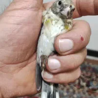 جوجه سهره کشیده