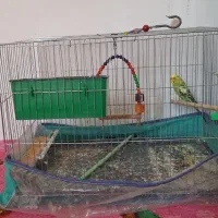 مرغ عشق ماده