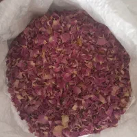 سلام.گل محمدی و غنچه گل محمدی