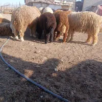 بره گوسفندمیش قوچ فروشی برای محرم زنده وگوشتی