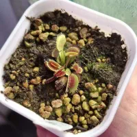 ونوس (گیاه گوشت خوار)