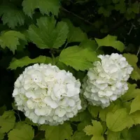 استخدام زوج کارگر افغان و بازنشسته ایرانی