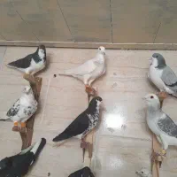 کفتر