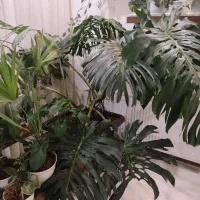 گیاه برگ انجیری مانسترا جایینت