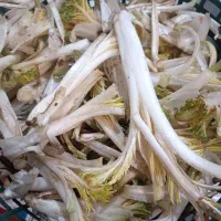 کنگر تازه