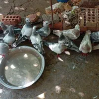 کفتر|پرنده|گلباف, |دیوار