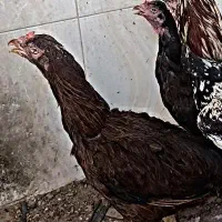 مرغ لاری
