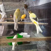 شاه طوطی ماده رام دستی سخنگو قناری ۹ تا نر ماده
