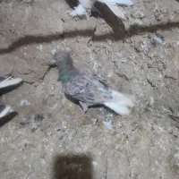 فروش دسته کبوتر رنگی