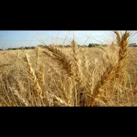 گندم کیلویی ۶۰ هزارتومن مقطوع