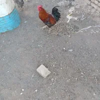 خروس|حیوانات مزرعه|سبزوار, اسلام آباد|دیوار