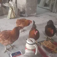 مرغ تخمگذار