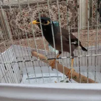 مرغ مینا معاوضه با طوطی برزیلی