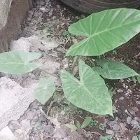 بابا آدم