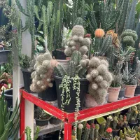 آف ۳۰ درصد کاکتوس به دلیل جمع آوری