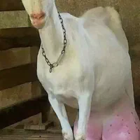 بزسانن