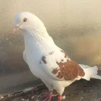 کفتر عروسک اصیل تهرونی