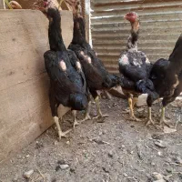 چهار عدد مرغ لاری دانگ بالا