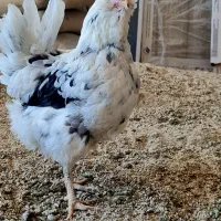 مرغ و خروس گلین لری