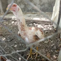 لاری|حیوانات مزرعه|صحنه, |دیوار