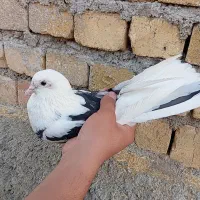 کبوتر