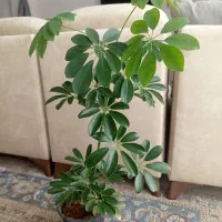 گل وگیاه شفلرا