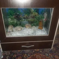 اکواریوم