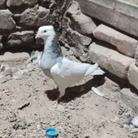 کبوتر‌طوقی‌الماسی