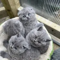 گربه اسکاتیش و بریتیش * بلو *